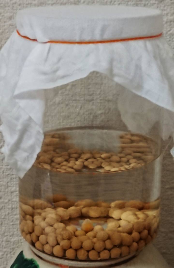 吸水中の種